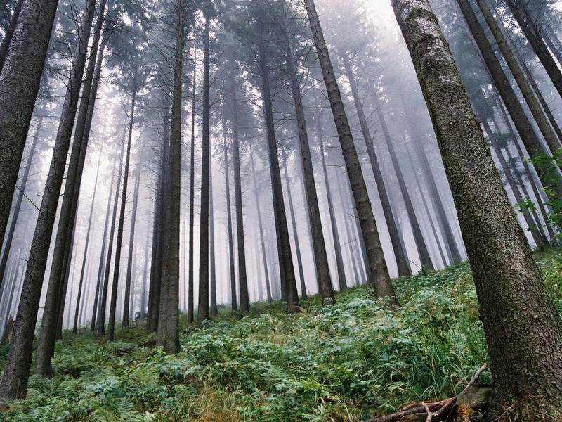 Woods of Fog